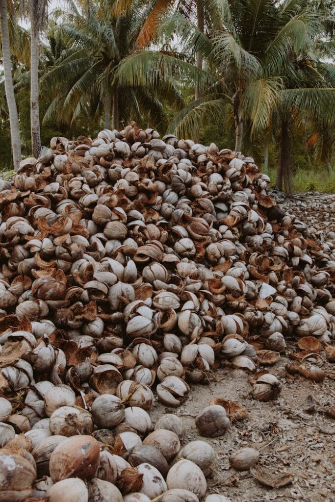 A pile of dried coconut husks under palm trees in a tropical setting, perfect for nature themes.